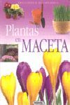 PLANTAS EN MACETA